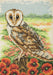 Anchor Essentials Cross Stitch Kit - AK139, Owl Cross Stitch Kits - HobbyJobby