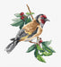 Cross Stitch Kit Luca-S - Goldfinch bird, B1197 Cross Stitch Kits - HobbyJobby