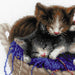 Cross Stitch Kit Riolis - Kittens in a Basket, R1724 Cross Stitch Kits - HobbyJobby